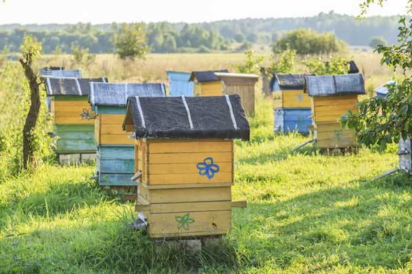 Top 10 Best Bee Hive Reviews For Beginner Beekeepers