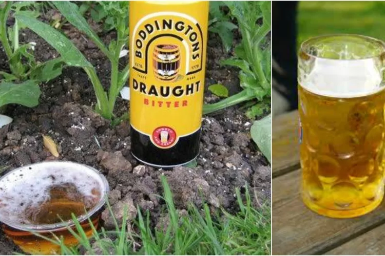 10 Tips For Using Beer For Garden Growth
