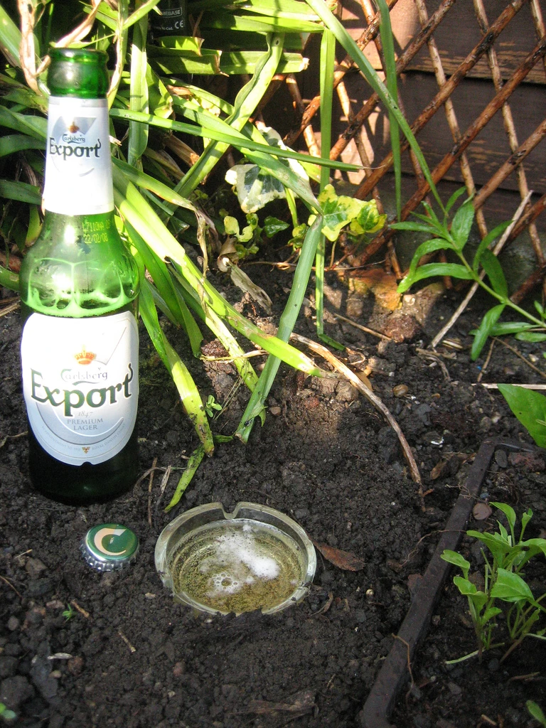Use beer to get rid of slugs and snails