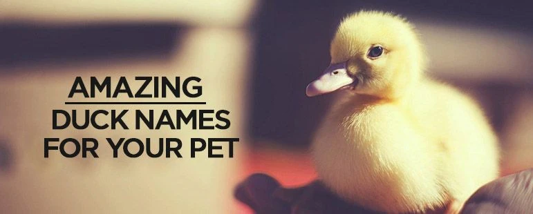 Beautiful Duck Names: