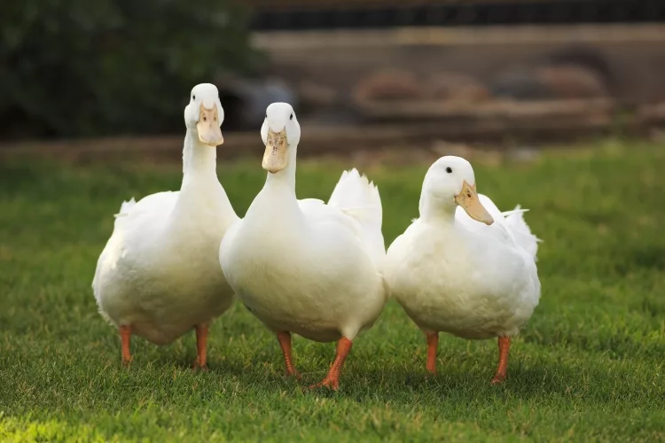Familia name for duck: