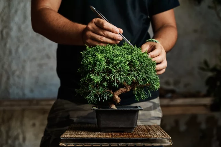10 Most Oldest Bonsai Trees In the World