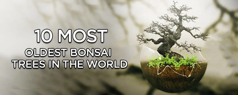 10 Most Oldest Bonsai Trees In the World
